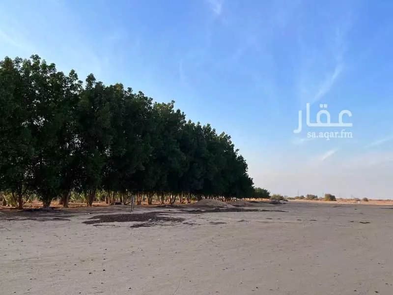 381675 sqm land in Jeddah 2