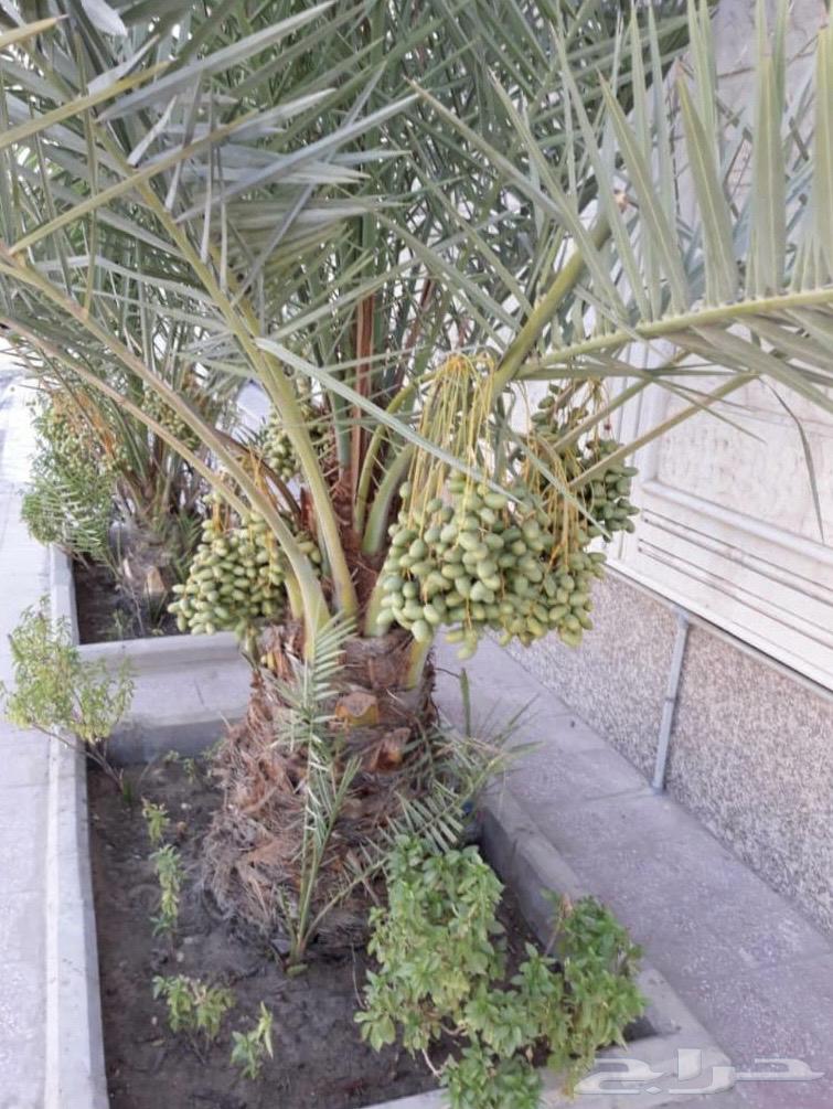 5 bedroom villa in Al Jisr, Eastern Province 3