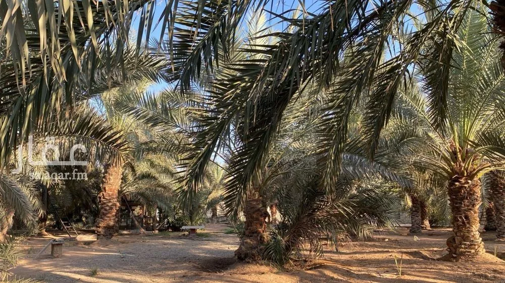 10000 sqm land in Umm Al Shaal 4