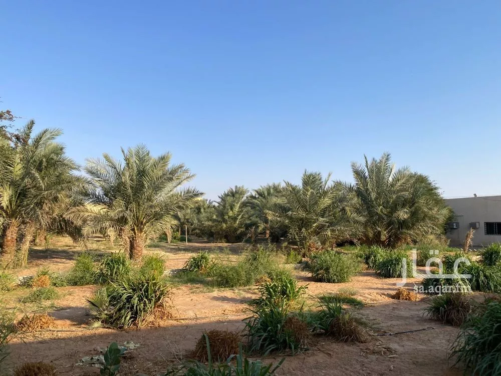 10000 sqm land in Umm Al Shaal 8