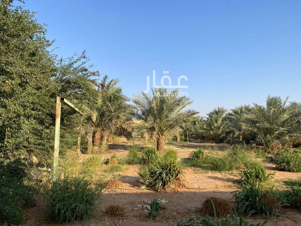 10000 sqm land in Umm Al Shaal 9