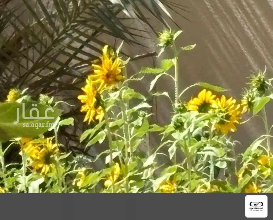 فيلا 2 غرف في الأصالة، جدة 23