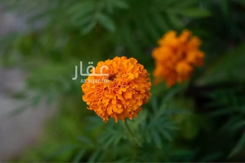 فيلا 14 غرف في الدوحة الجنوبية 12