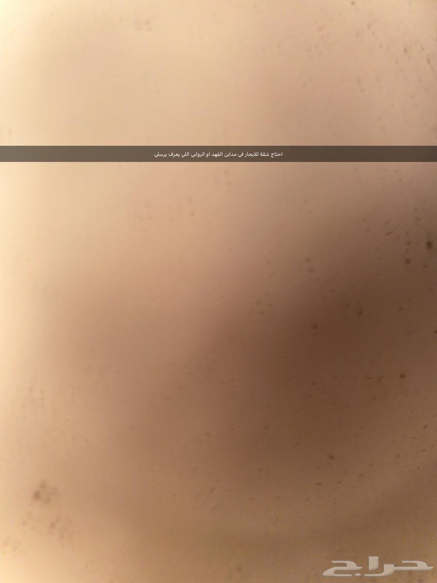 شقة 3 غرف في الأصالة