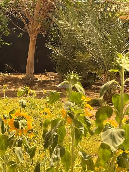 2 bedroom villa in Al Asalah, Jeddah 9