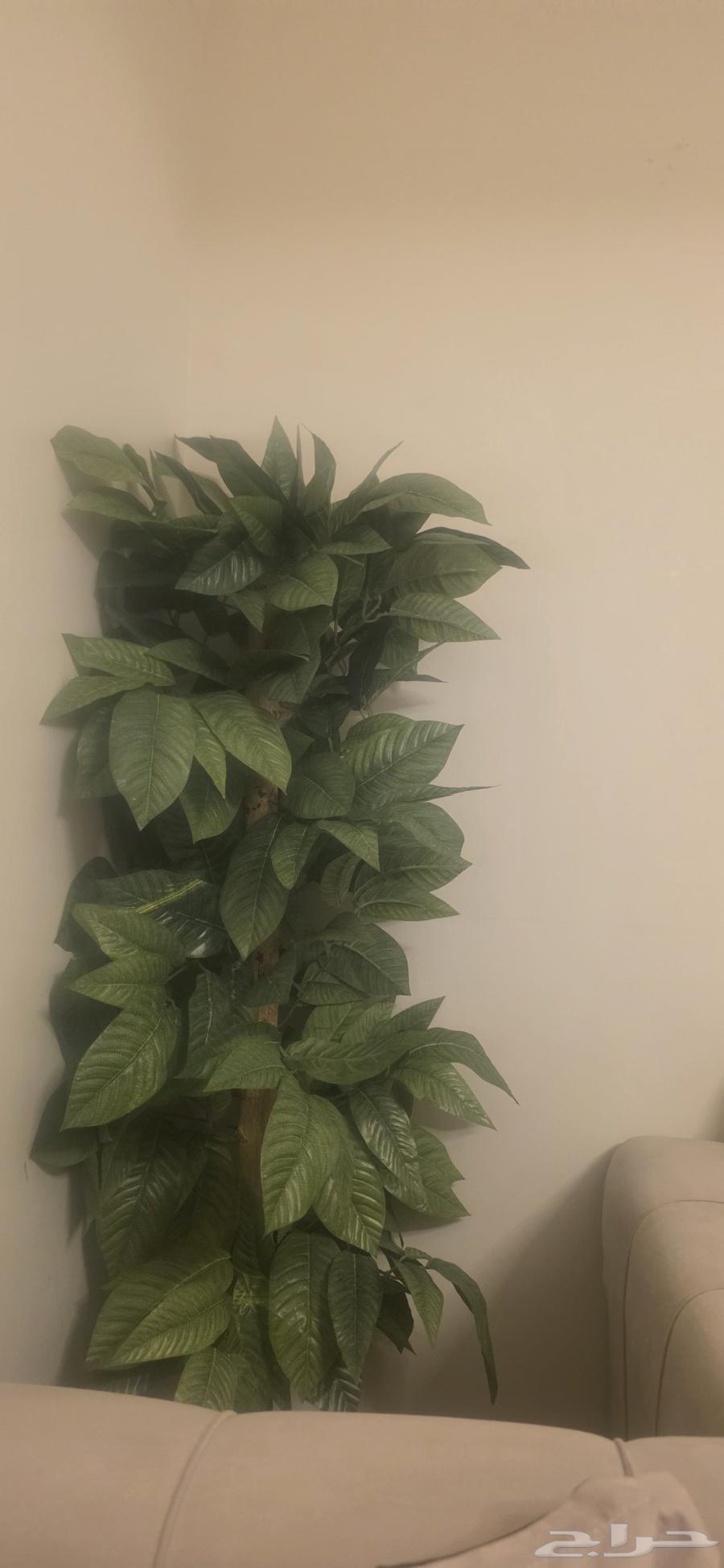 2 bedroom apartment in Taibah