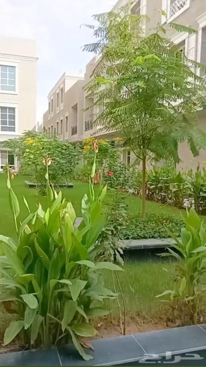 شقة 3 غرف في النرجس 2