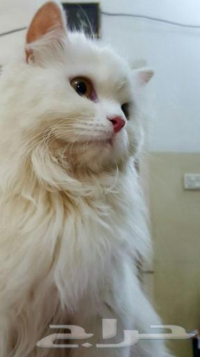 شقة 4 غرف في الربوة