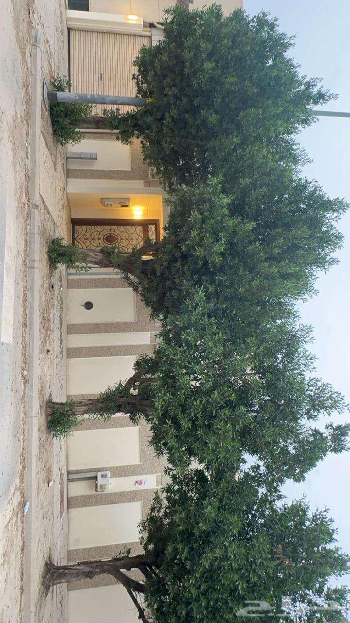 فيلا 6 غرف في الجزيرة 12