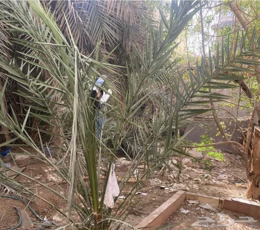 فيلا 5 غرف في الملز 4