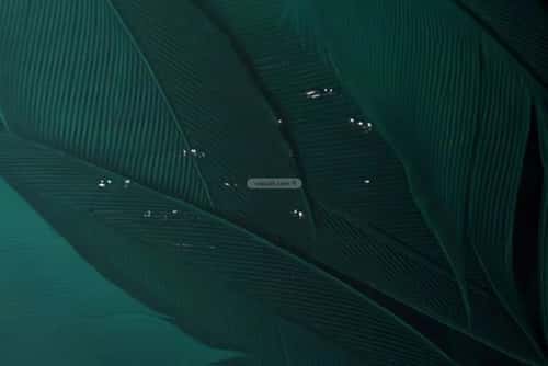 شقة 5 غرف في الفيحاء 2