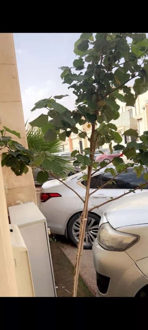 فيلا 7 غرف في الرمال 4