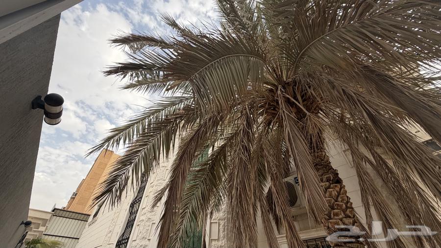 5 bedroom villa in King Faisal 10