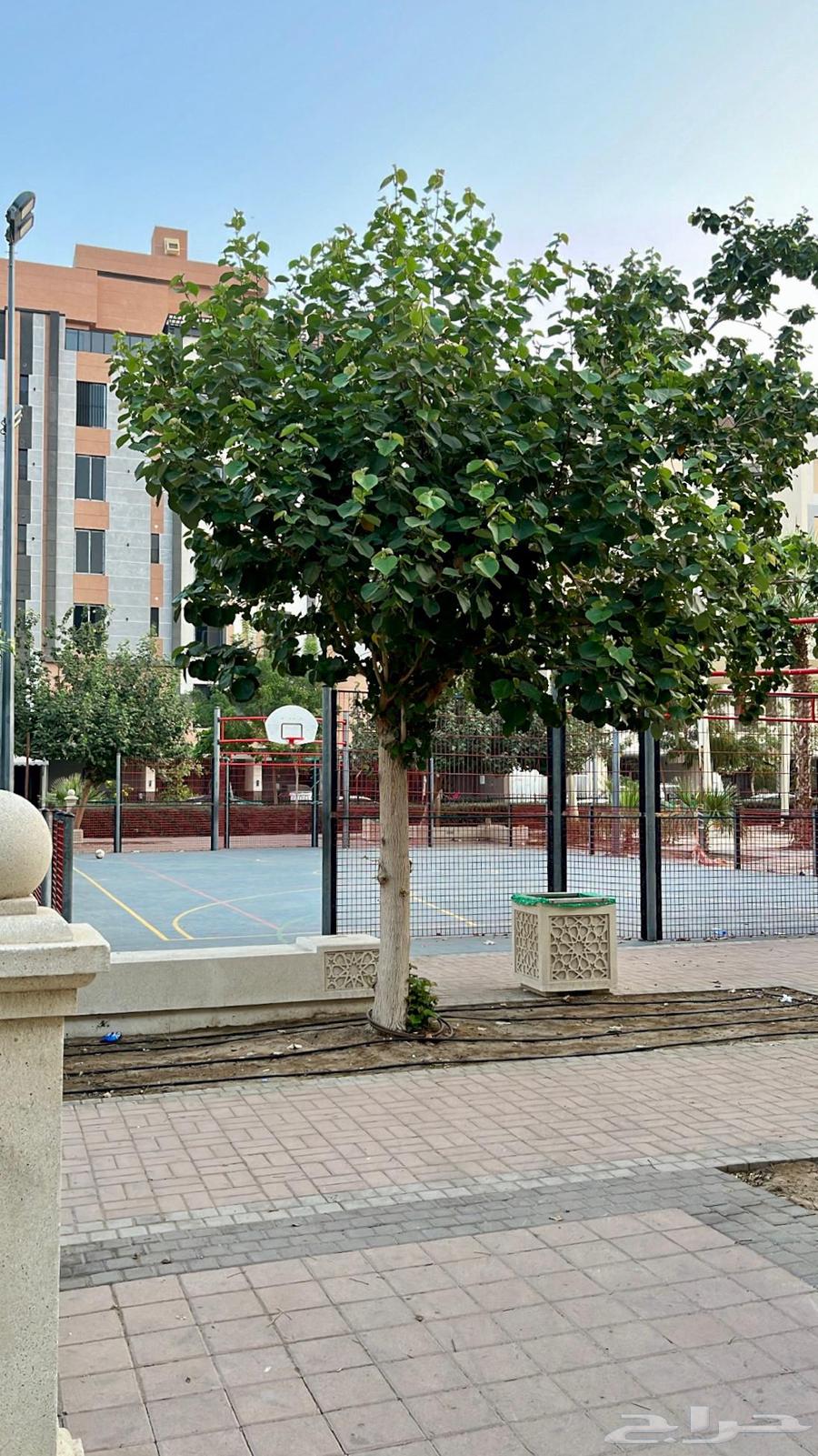 3 bedroom apartment in Al Fayha, Jeddah 11